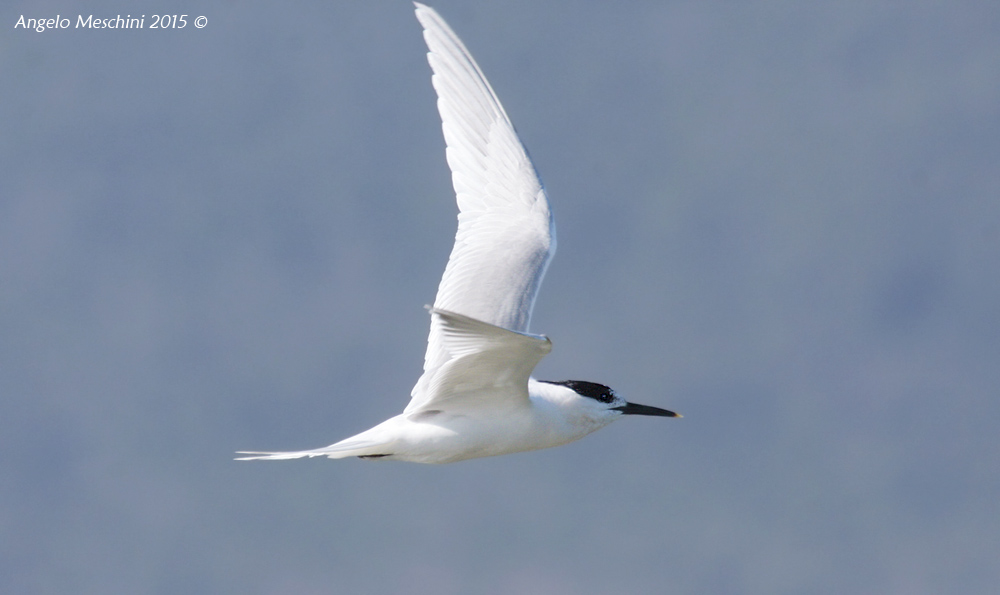 Volare da Beccapesci